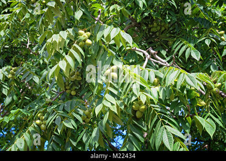 Branches and fruits of manchurian walnut. A huge tree with a lot of large leaves and fruits. Distributed in Southeast Asia and Siberia Stock Photo