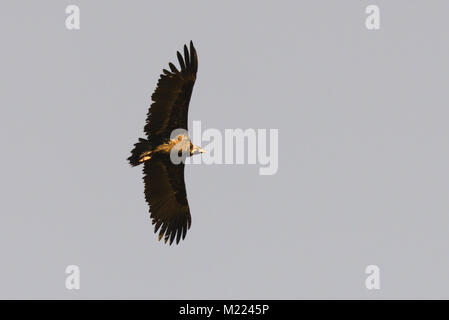 Cinereous or black vulture Aegypius monachus Stock Photo