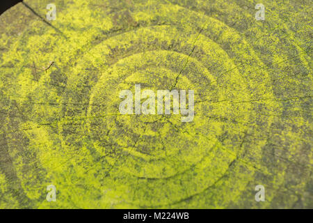 Macro photo of the concentric circles of the mildewed end of a fencing pole. Radial texture. Stock Photo