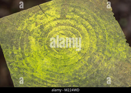 Macro photo of the concentric circles of the mildewed end of a fencing pole. Radial texture. Stock Photo