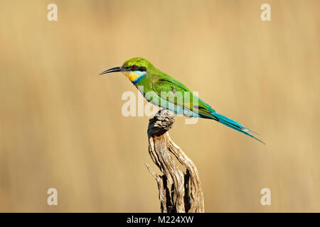 A swallow-tailed bee-eater (Merops hirundineus) perched on a branch, South Africa Stock Photo