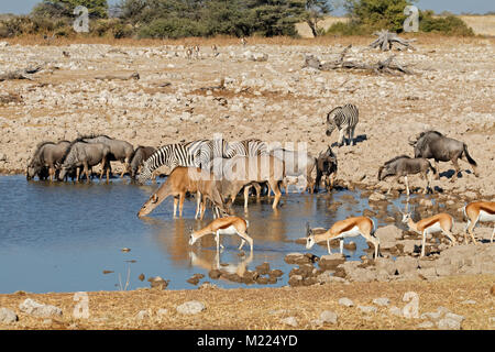 Blue wildebeest, zebras, kudu and springbok antelopes at a waterhole, Etosha National Park, Namibia Stock Photo