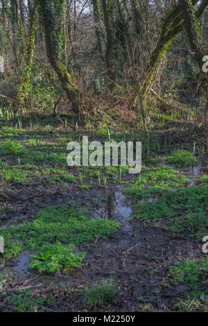 Swampy ground in Early spring in Cornwall. Plants include Yellow Iris, Hemlock Water-Dropwort and Opposite-Leaved Golden Saxifrage. Stock Photo