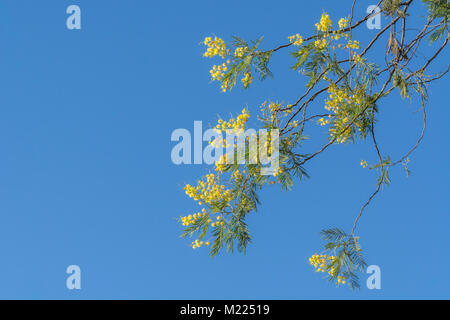 Yellow Springtime blossom of an Acacia tree in Cornwall, and seen against a bright blue sky as space for copy. Believed to be Acacia dealbata species. Stock Photo