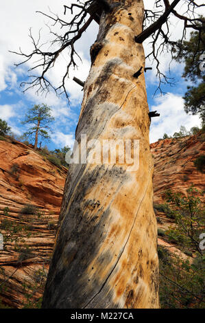 Closeup of the trunk of a dead ponderosa tree against sandstone formations in Zion national park, Utah, USA. Stock Photo
