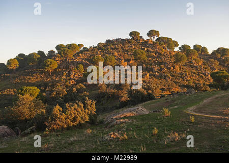 view of rocky hilltop in evening light  Parque Natural Sierra de Andujar, Jaen, Spain           January Stock Photo