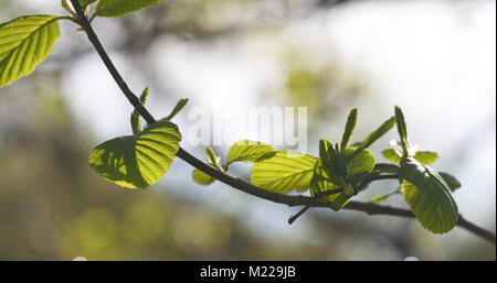alder leaves in spring morning closeup Stock Photo