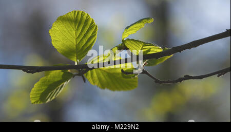 alder leaves in spring morning closeup Stock Photo