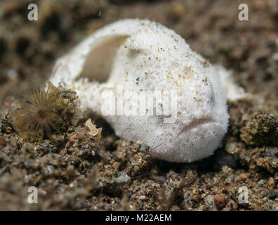 Juvenile hairy frogfish hiding in the sand Stock Photo