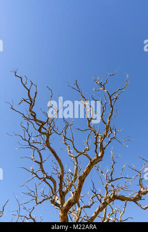 Dead tree against a blue sky Stock Photo