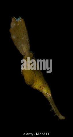 Robust ghostpipefish floating above the sea floor Stock Photo - Alamy