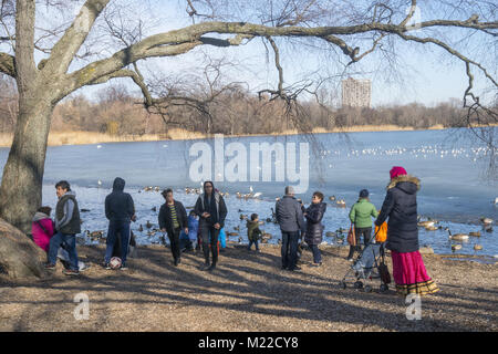 People and families enjoy the water fowl on the lake at Prospect Park on a sunny winter day in Brooklyn, New York. Stock Photo