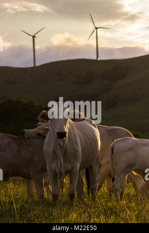 pasture raised brahman cattle in Guanacaste Costa Rica Stock Photo