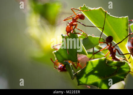 Close up of red leaf cutter ants focussed on stripping down the fresh greens on the plants in tropical Costa Rica Stock Photo