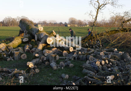 Slaughtering an oak, cutting branches, north Mayenne (Mayenne department, Pays de la Loire, France). Stock Photo