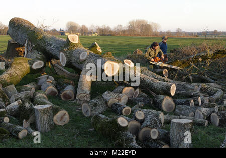 Slaughtering an oak, cutting branches, north Mayenne (Mayenne department, Pays de la Loire, France). Stock Photo