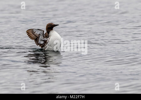 Common murre (Uria aalge), (aka common guillemot) in Queen Charlotte Strait, First Nations Territory, British Columbia, Canada. Stock Photo