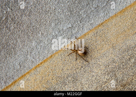 Spider on rock - diagonal cross section blue and brown rocks Stock Photo