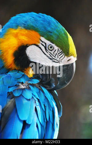 A blue macaw poses for a picture. Stock Photo