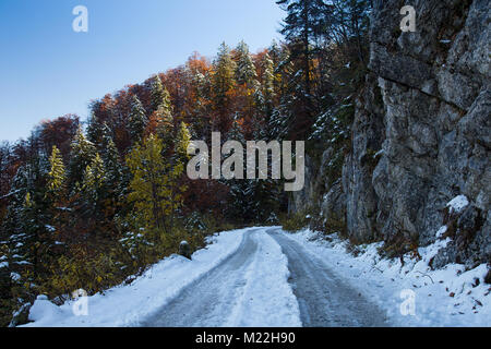 Dirt Road in Spruce Forest in autumn colors with Snow Stock Photo