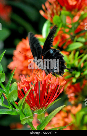 A great mormon black butterfly feeds on a flower. Stock Photo