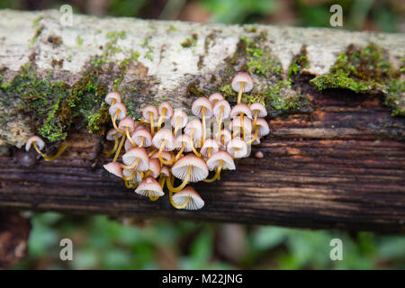 Forest mushrooms on tree trunk - little sweet fungs - Mycena polygramma Stock Photo