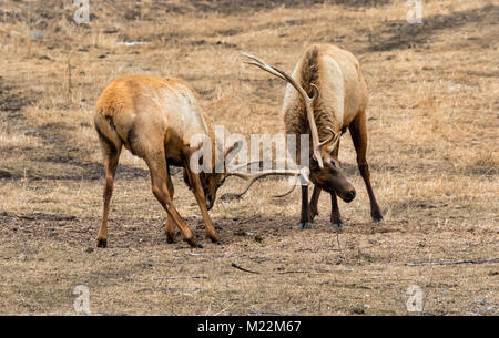 Males elk, or wapiti (Cervus canadensis) fighting in prairie, Neal Smith National Wildlife Refuge, Iowa, USA. Stock Photo