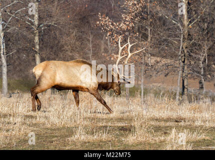 Bull elk, or wapiti (Cervus canadensis) charging, Neal Smith National Wildlife Refuge, Iowa, USA. Stock Photo