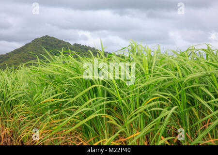 Sugar Cane plants growing in Daintree national park, Far North Queensland,Australia Stock Photo