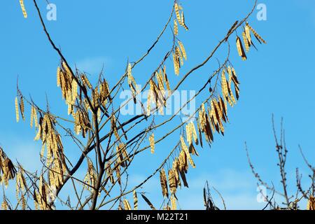 acacia seeds Stock Photo
