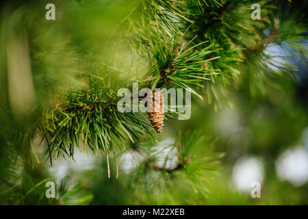 Nature shots Stock Photo