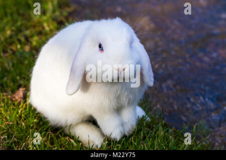 Horizontal photo of a white bunny rabbit with blue eyes sitting on green grass by a stream Stock Photo