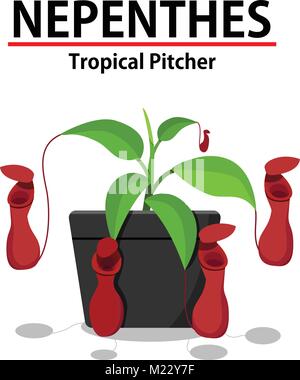 Red Nepenthes plant in pot isolated on white, vector Stock Vector