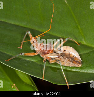 Golden brown Assassin bug, Pristhecanthus plagipennis, Australian beneficial predatory insect on green leaf Stock Photo