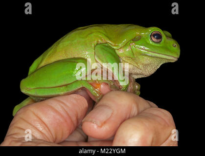 Vivid emerald green Australian tree frog, Litoria caerulea, on person's hand against black background Stock Photo