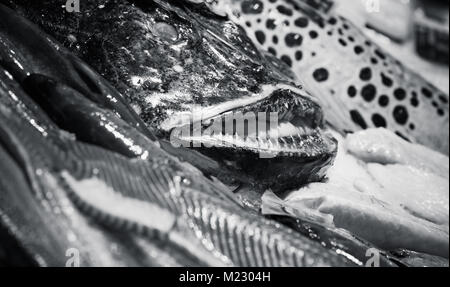 Angler fish and other seafood lay on counter in fish shop, black and white photo with selective focus Stock Photo