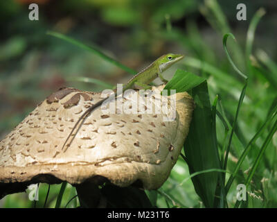 Small green lizard sitting on top of a mushroom among grass on Big Island, Hawaii Stock Photo
