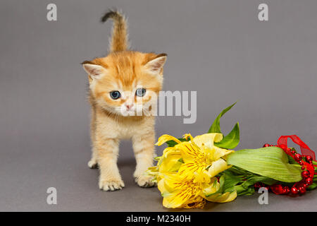 Red British kitten and flower Alstroemeria on grey background Stock Photo