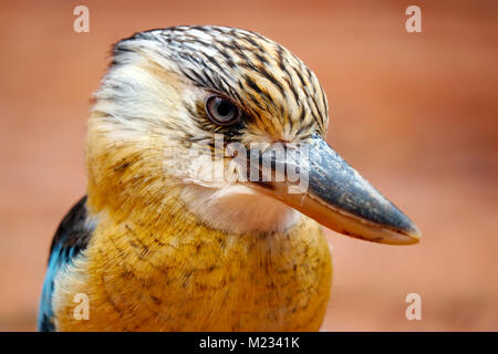 head of an angry looking laughing kookaburra (dacelo novaeguineae) bird in profile view Stock Photo