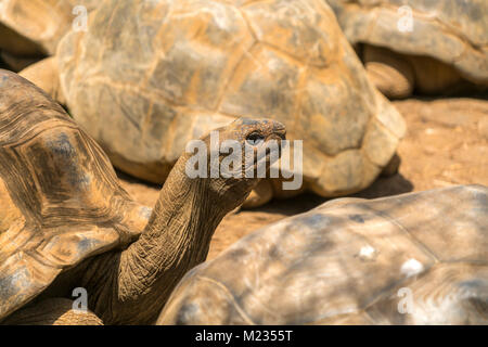Aldabra Riesenschildkröte, La Vanille Nature Park,  Riviere des Anguilles, Mauritius, Afrika  |  giant Aldabra tortoise, La Vanille Nature Park, Rivie Stock Photo