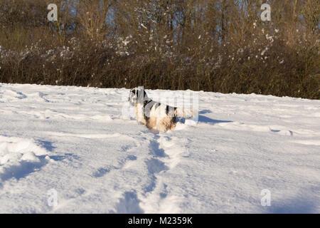 Cocker Spaniel in the snow Stock Photo
