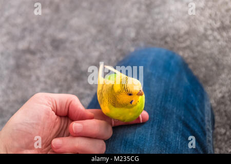 brightly coloured green and yellow buderigar parakeet sitting on the finger of a person with their hand on their thigh. The person is wearing blue jea Stock Photo