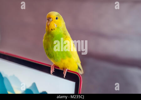 birghtly coloured green and yellow budgie parakeet bird sitting on a laptop screen illuminated from the side Stock Photo
