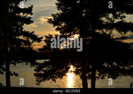 Enjoying the evening sunset reflecting off of the lake and hiding behind a group of spruce trees at Denare beach, Saskatchewan Stock Photo