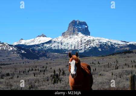 Snow covered Chief mountain stands in the distance, while a curious horse steals the show Stock Photo