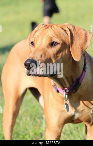 Rhodesian Ridgeback dog portrait Stock Photo