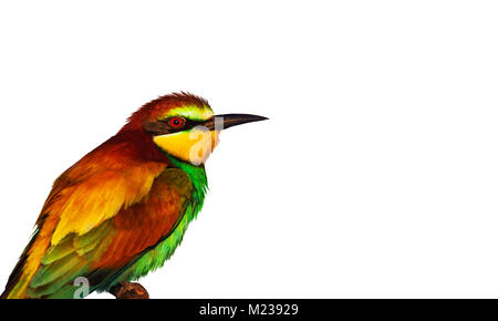 colorful wild bird isolated on white background , ink color, printing photo Stock Photo