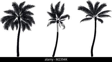 Set of black vector palm. Hand drawn trees. Stock Vector