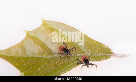 Two castor bean ticks on green leaf. Ixodes ricinus. White background.  Dangerous parasitic mites, carriers of infections. Encephalitis, Lyme disease. Stock Photo