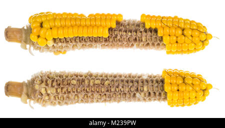 Two partially empty corncobs. Boiled yellow maize grains on gnawed cobs. Isolated on white background. Stock Photo